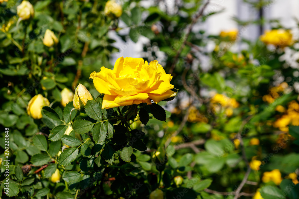Beautiful bush of yellow roses in the garden Beautiful bush of yellow roses in the garden