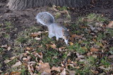 Grey squirrel among yellow fallen leaves in park autumn winter
