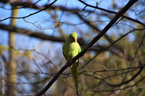 Green rose-ringed parakeet on a tree branch