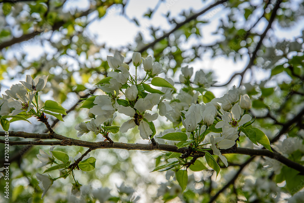 Apple branch with white flowers	