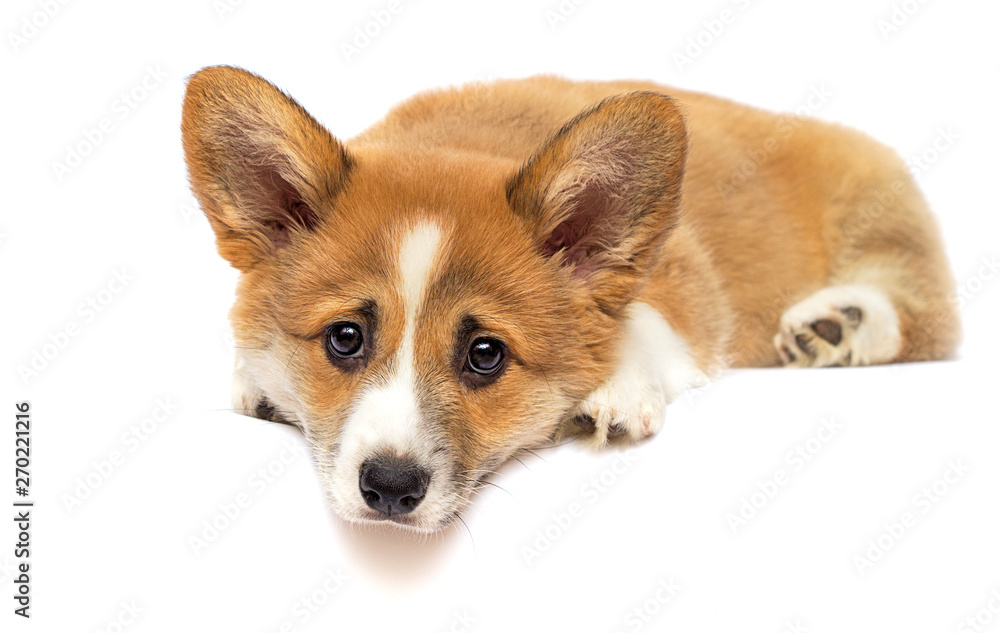 little welsh corgi puppy looking