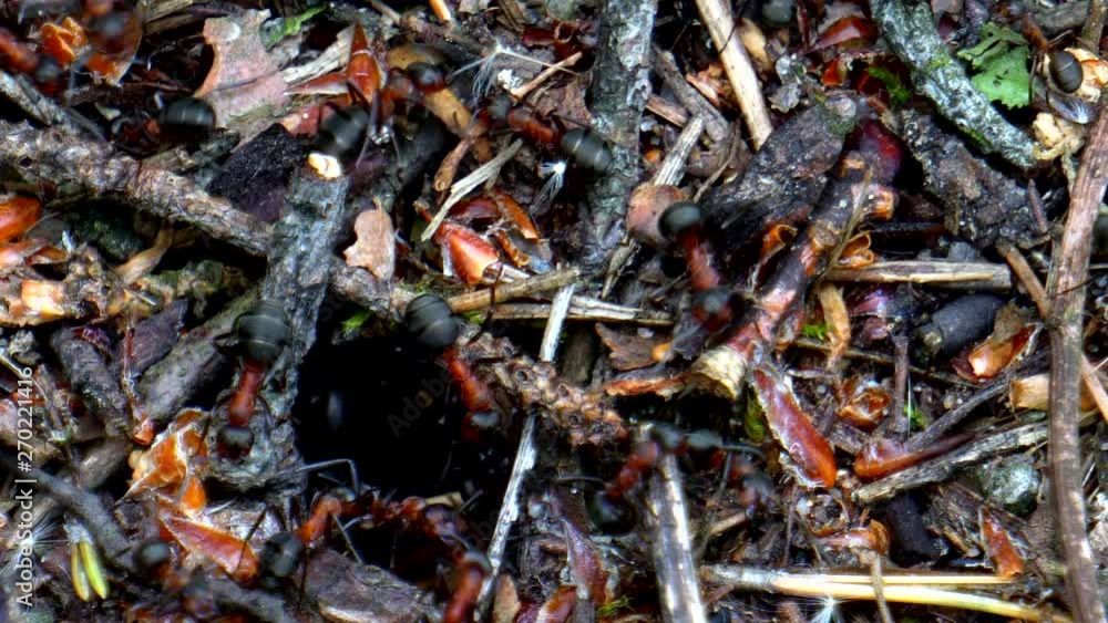 life of ants in a large forest anthill life of ants in a large forest anthill