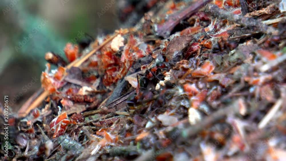 life of ants in a large forest anthill life of ants in a large forest anthill