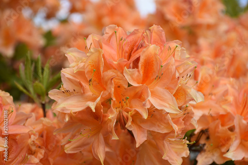 Gorgeous Up Close Look at an Orange Flowering Azalea photo