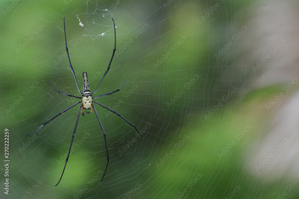golden silk spider golden silk spider