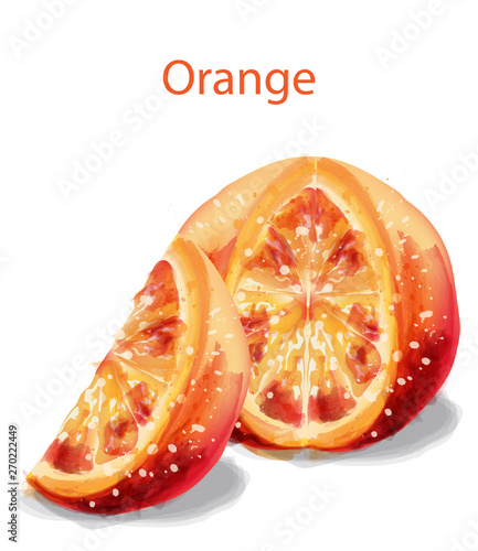Orange slice fruits Vector watercolor illustration isolated on whites