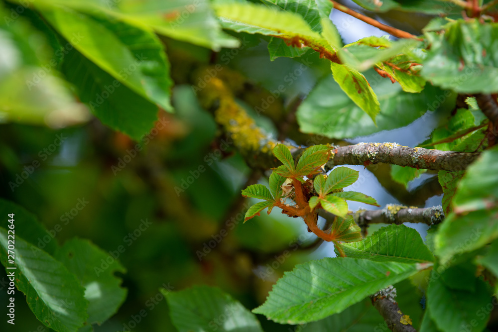 Chestnut tree foliage in spring Chestnut tree foliage in spring