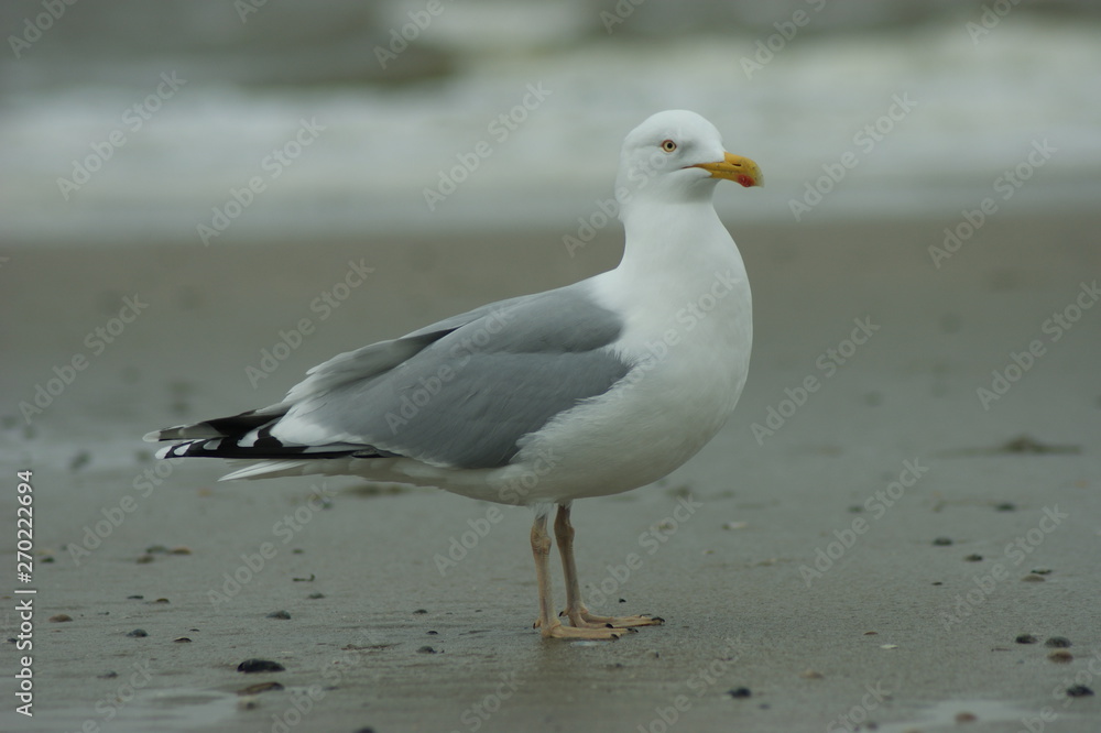 Möve Möve