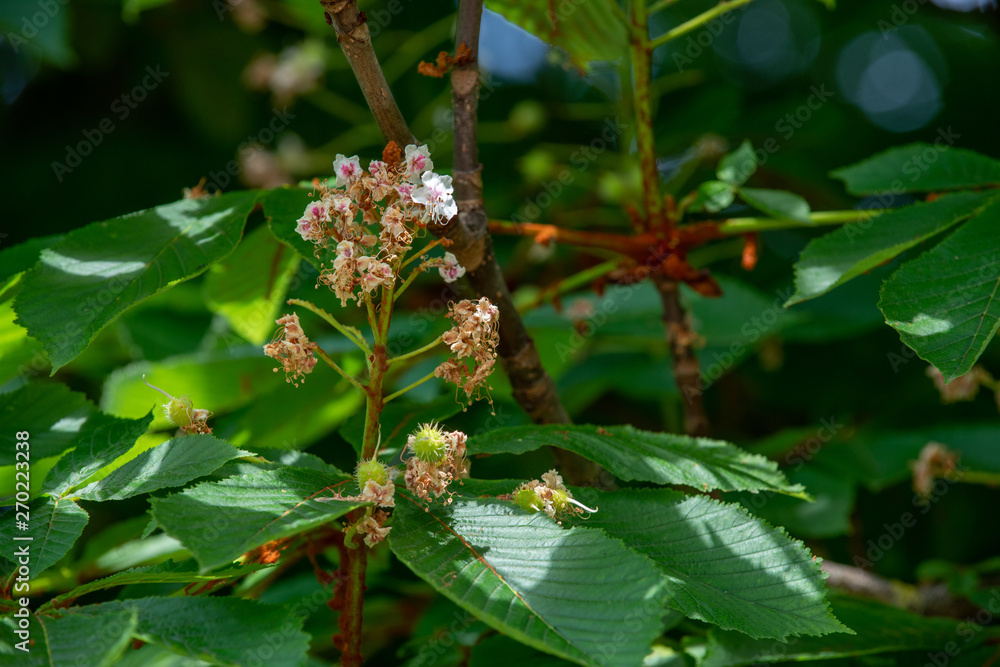 Chestnut tree closeup fading inflorescence and young budding conkers in spring Chestnut tree closeup fading inflorescence and young budding conkers in spring