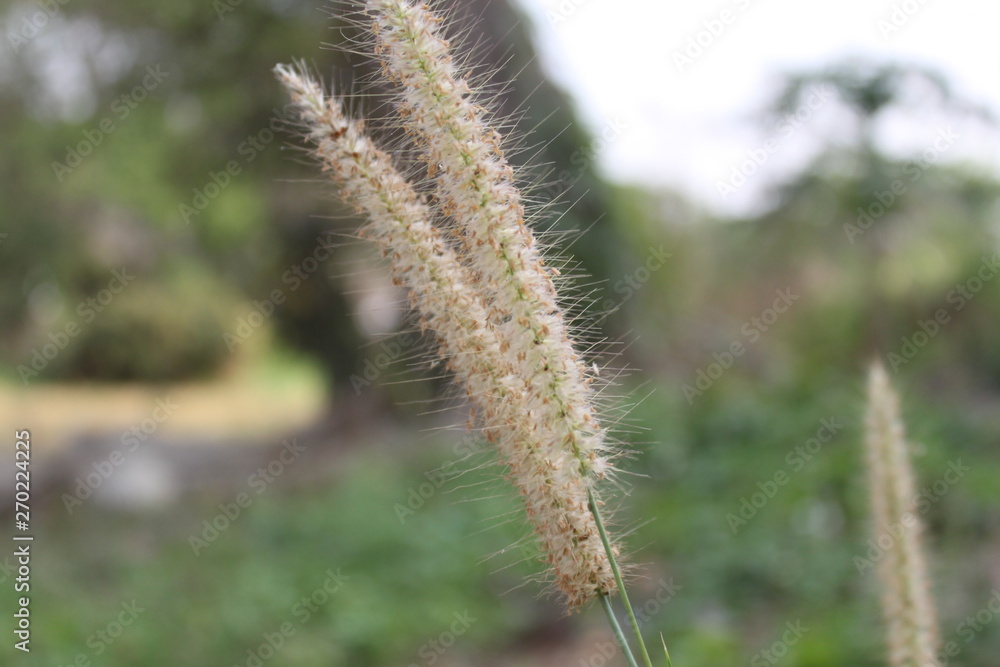 close up of grass