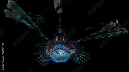 A beautiful lion fish with vibrant colours black background