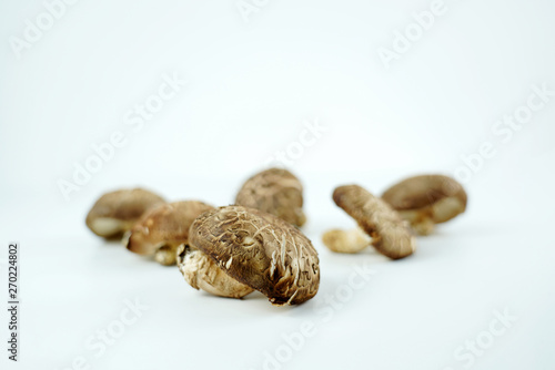 신선한 표고버섯, 버섯 오브젝트