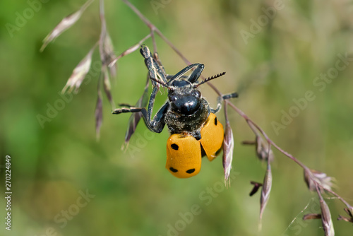 Lachnaia sexpunctata (Six-Spotted Leaf Beetle) © Bruder
