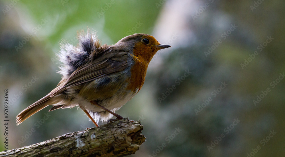 Red robin bird with scruffed up feathers perched on the edge of a tree branch Red robin bird with scruffed up feathers perched on the edge of a tree branch