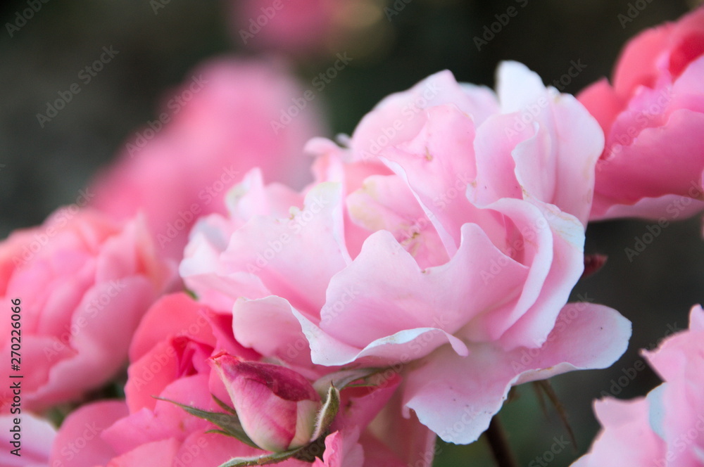 Flower roses garden petals Flower roses garden petals