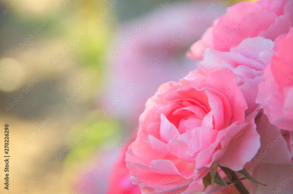 Flower garden petals field flowers