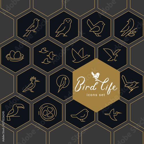 Vector icon set of icons inscribed in honeycombs on the theme of the wild life of birds. Early birds in a linear style on a dark background. Design concept.