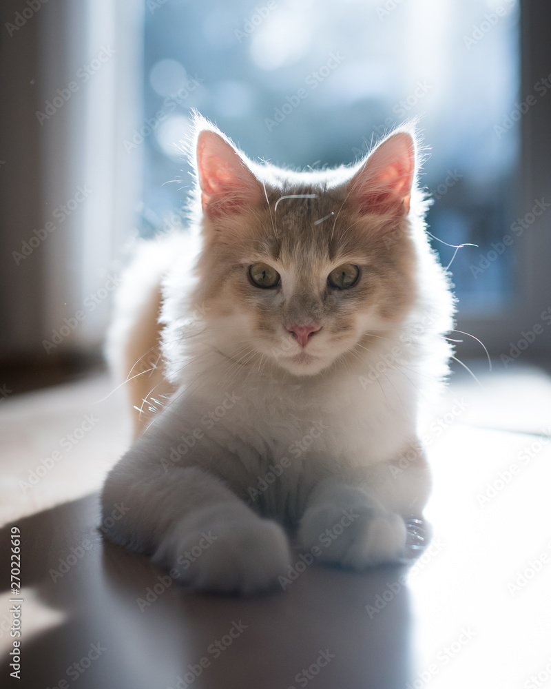 front view of a cream colored beige white maine coon kitten on the floor in backlight