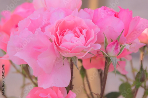 Fototapeta Naklejka Na Ścianę i Meble -  Petals romantic flowers pink macro