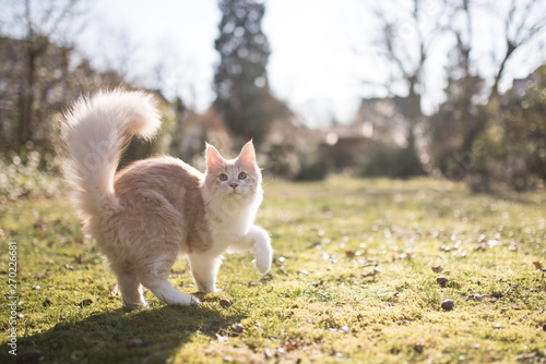 cream colored beige white maine coon kitten with fluffy tail outdoors in the sunlight