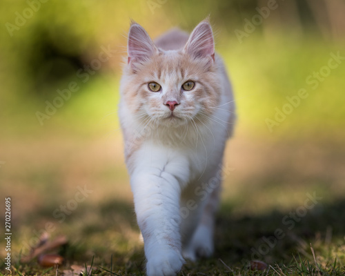 front view of a cream colored beige white maine coon kitten walking towards camera looking at it