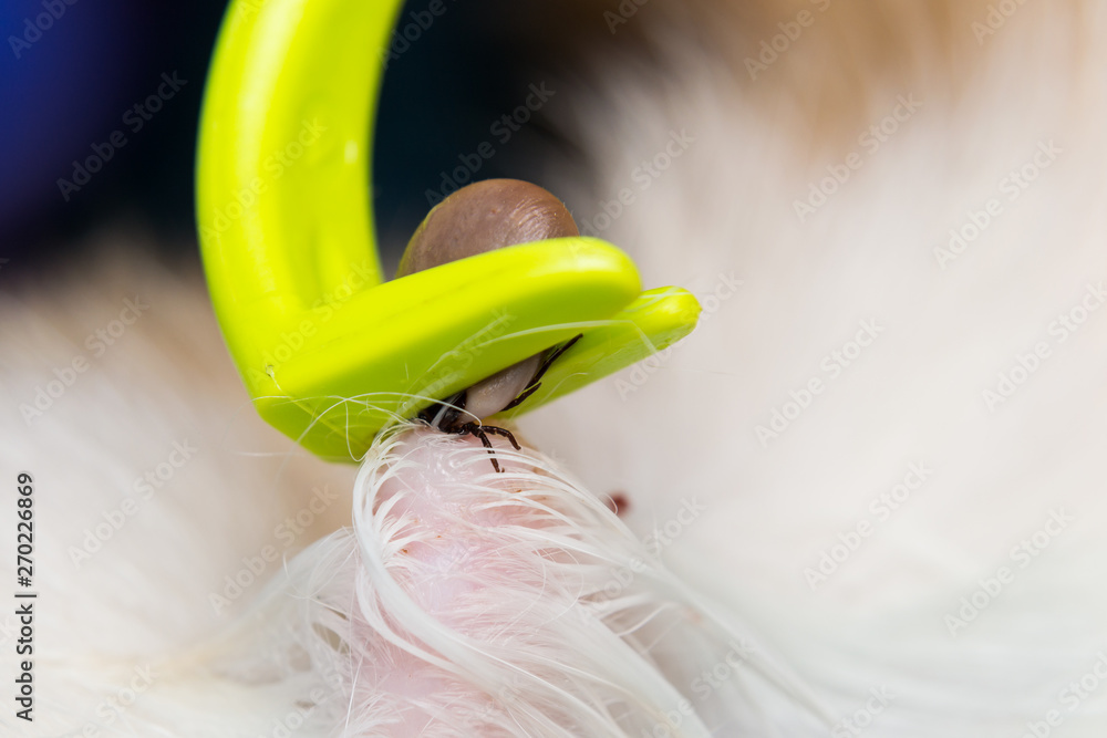 removing a tick from cat or dog skin with tick remover tool Stock Photo Adobe Stock