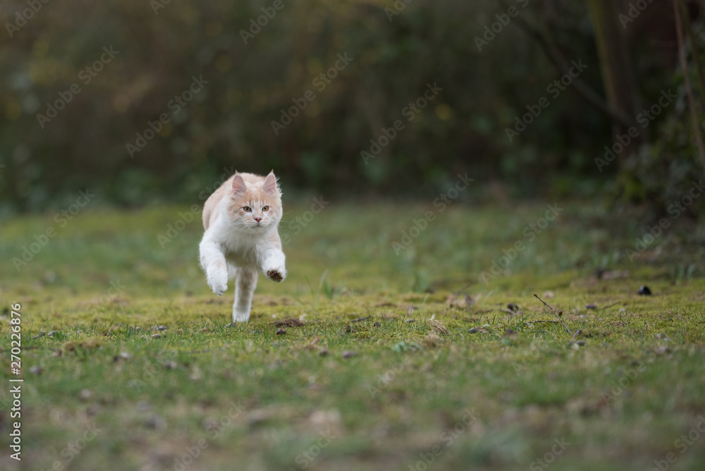 playful cream colored beige white maine coon kitten running on meadow in front of bushes at high speed playful cream colored beige white maine coon kitten running on meadow in front of bushes at high speed