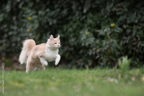 cream colored beige white maine coon kitten running over meadow in front of bushes