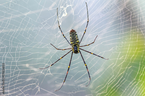 Yellow-black striped spider on the web. © kaipungyai