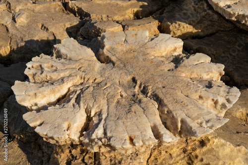 Concretions of salt rocks at Dallol in the Danakil Depression in Ethiopia, Africa.