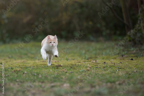 playful cream colored beige white maine coon kitten running on meadow in front of bushes at high speed © FurryFritz