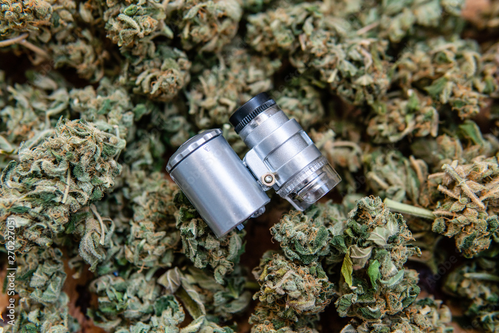 quality check with trichomes in marijuana buds with a powerful microscope. quality check with trichomes in marijuana buds with a powerful microscope.