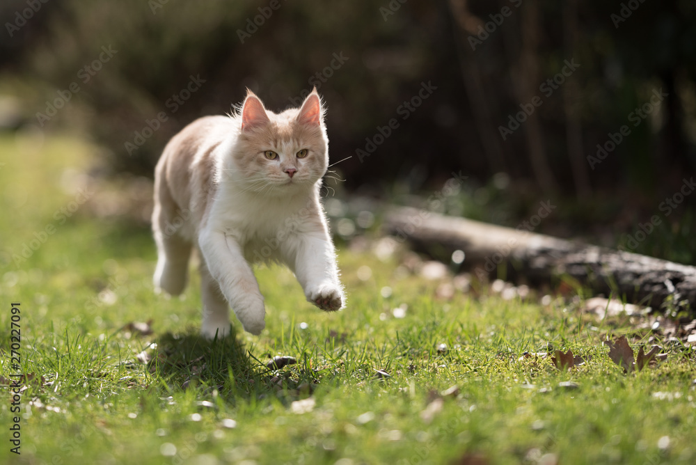cream colored beige white maine coon kitten running over meadow in the back yard on a sunny day