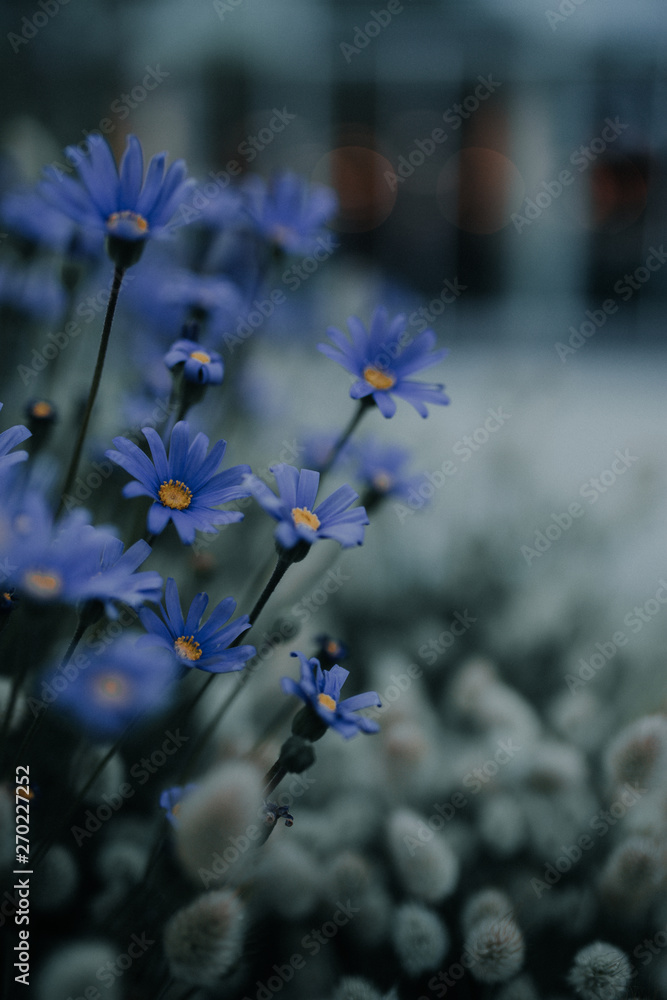 道端に咲いた青い花 リンドウ Stock Photo Adobe Stock 道端に咲いた青い花 リンドウ Stock Photo Adobe Stock