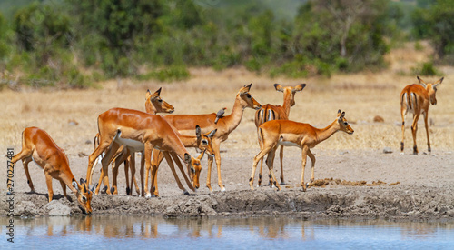 Impala herd Aepyceros melampus drink at Sweetwaters waterhole, some stand guard, Ol Pejeta Conservancy, Kenya, East Africa photo