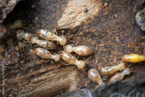 Termites in Termite mound.