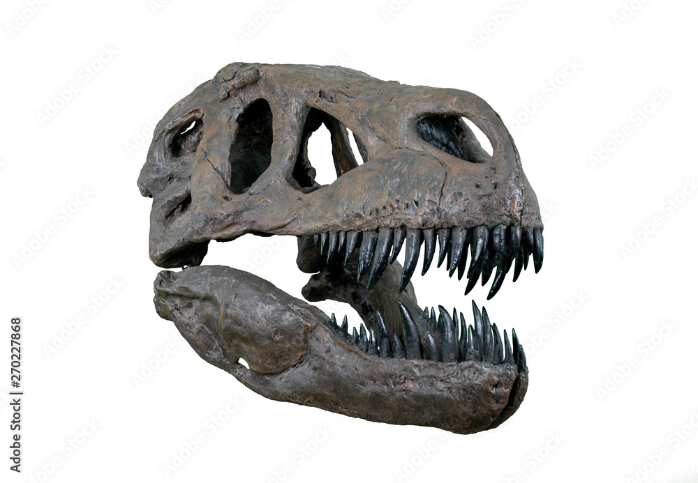 Fototapeta premium The skull of Torvosaurus large carnivore dinosaur from Jurassic Period - right half-profile isolated on white background