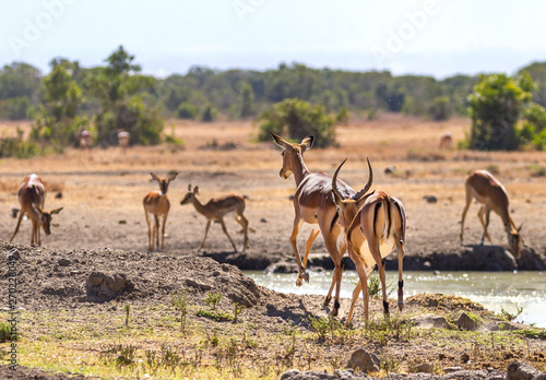 Two impala Aepyceros melampus leaping towards waterhole hooves mid air Sweetwaters waterhole, Ol Pejeta Conservancy, Kenya, East Africa