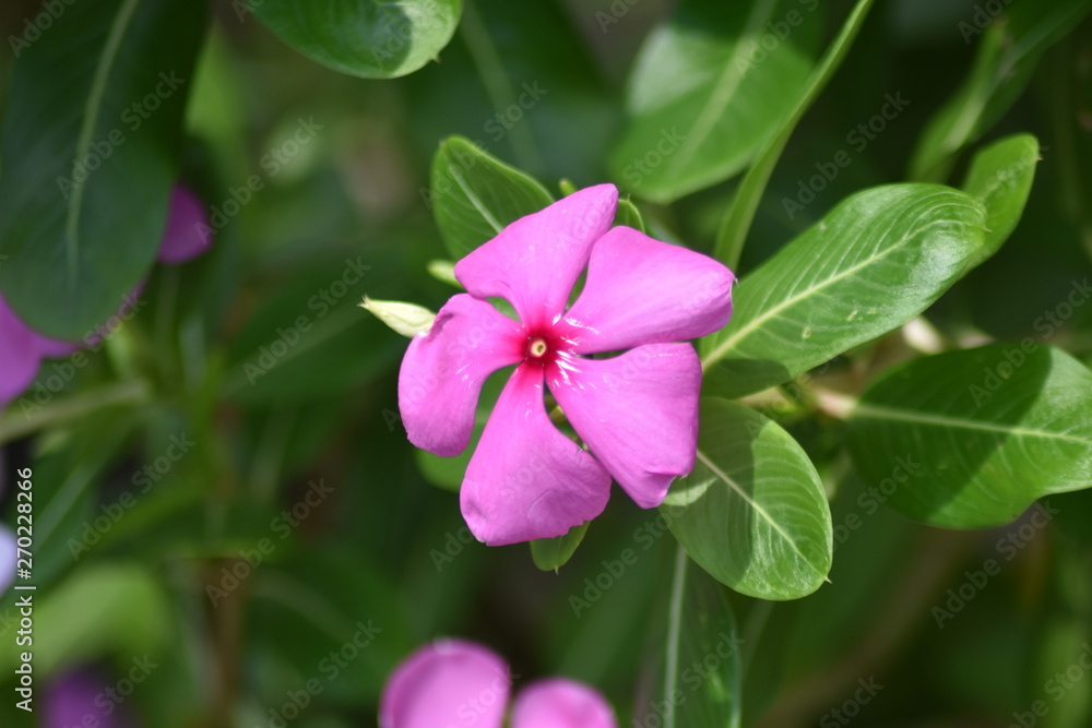 pink flower in garden pink flower in garden