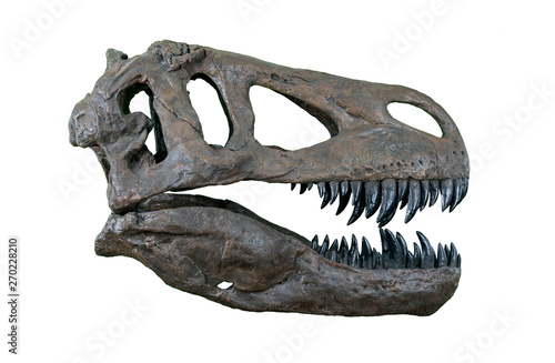 The skull of Torvosaurus large carnivore dinosaur from Jurassic Period - right profile isolated on white background