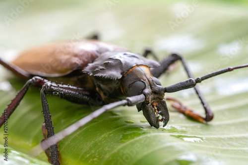 Bild auf Leinwand Giant Fijian longhorn beetle from island Koh Phangan, Thailand