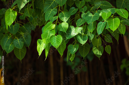 Green leaf Pho leaf (Bo leaf) background in the forest bo tree is a leaf representing Buddhism in thailand. photo