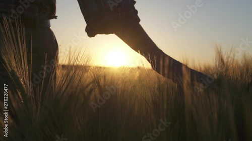 Close-up of a farmer's hand caressing wheat ears at sunset
