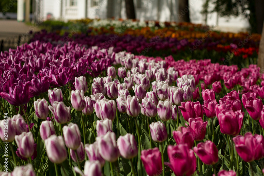 glade covered with many violet pink tulips