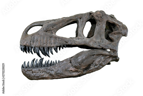 The skull of Torvosaurus large carnivore dinosaur from Jurassic Period - left profile isolated on white background
