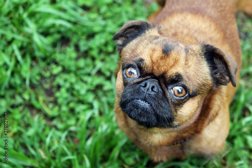 Griffon Brussels petit brabancon dog