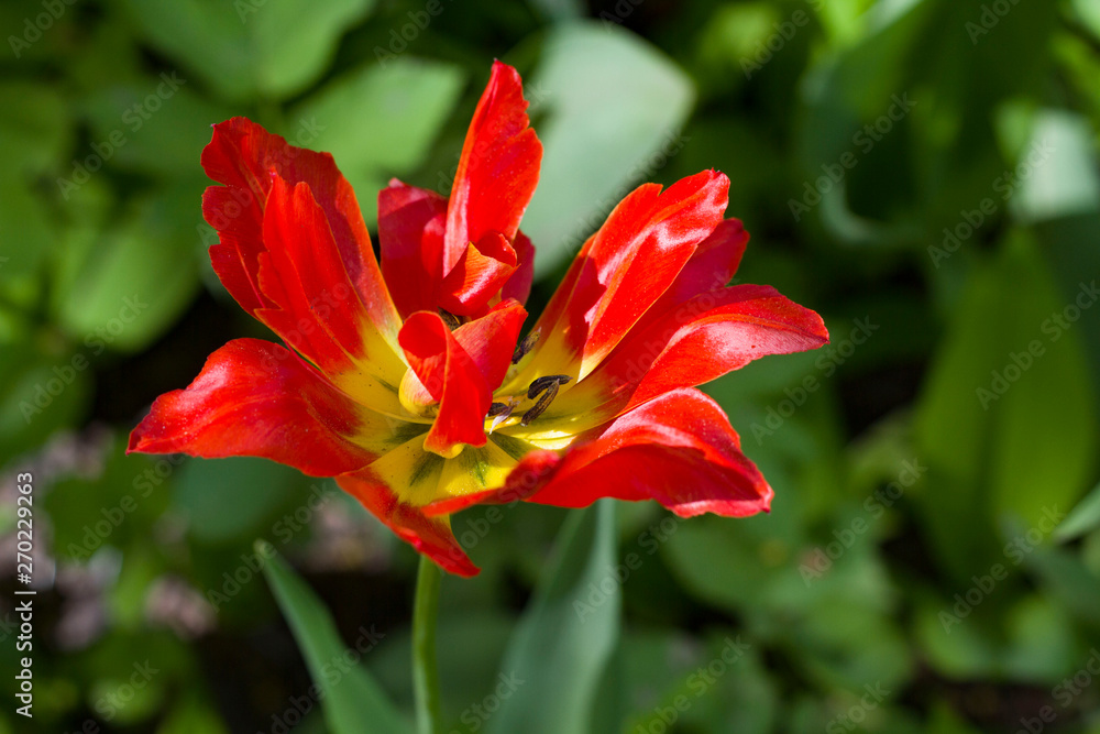 red tulips lit by the spring sun red tulips lit by the spring sun