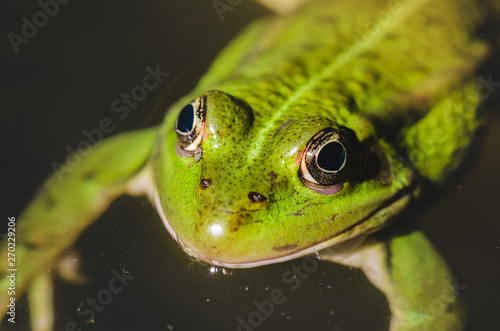 green frog close up on water/green frog close up on water, top view