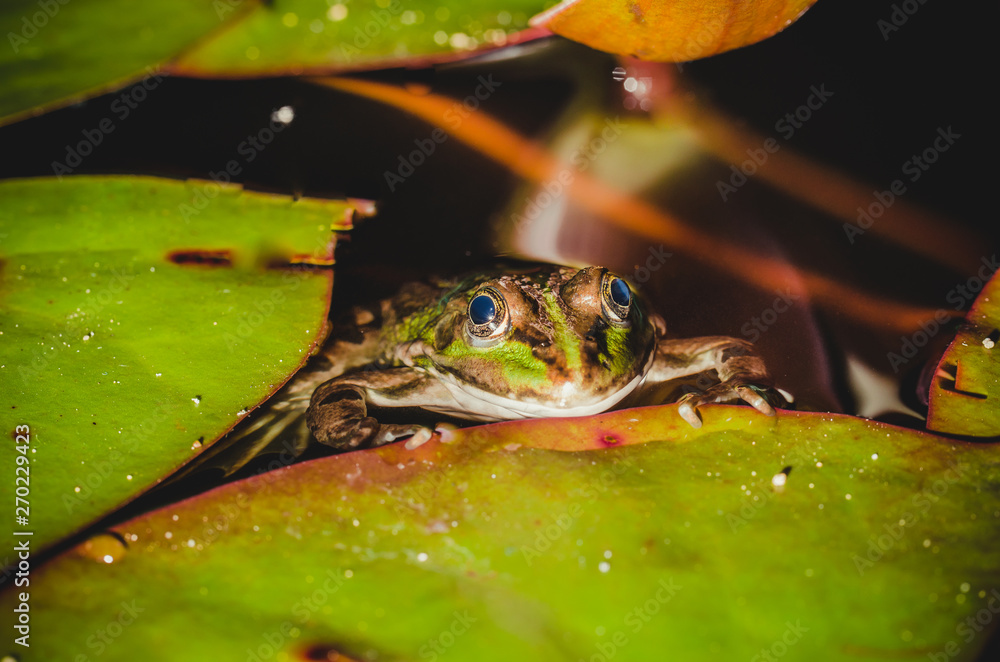 Frog in the swamp among water lily leaves. Wild nature Frog in the swamp among water lily leaves. Wild nature