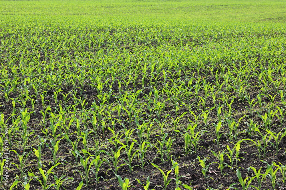 Young green corn seedlings in spring on agricultural field Young green corn seedlings in spring on agricultural field